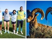 Российских футболистов сравнили с баранами