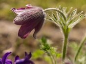 Луковый день: приметы и обряды на 5 мая