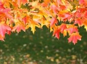 Ночью - заморозки, днем до +25°: погода на ближайшие дни 