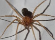 Обнаружен новый вид ядовитого паука (Фото)