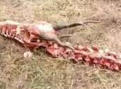 Они существовали! В Китае обнаружен 18-метровый скелет дракона