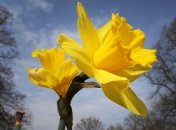 Прогноз погоды на 17 марта в Украине: скачки температуры от 0 до +17 и дожди