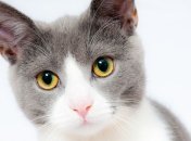 Мягкие лапки и ласковые мордочки : 10 самых красивых кошек(Фото)