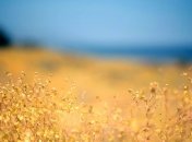 Начало недели в Украине будет жарким