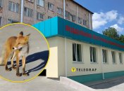 Лисиця у місті