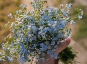 День Акулины Гречишницы: народные приметы и запреты 26 июня