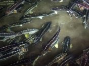 Производство черной икры (Фото)