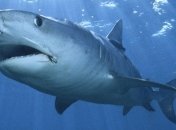 В лечении онкологии поможет кровь животных