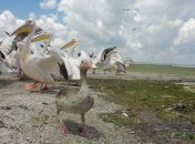 Свой среди чужих: спасенный одесситами гусь прижился в стае пеликанов (удивительные фото)