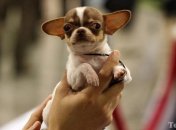 Чихуахуа стала опасной собакой в канадском городке