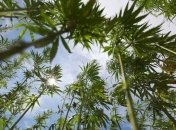 Ученые узнали о "великом конопляном пути" древней Евразии