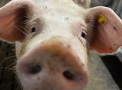 В двух областях Украины зафиксированы вспышки АЧС  