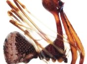 Ученые открыли 18 новых видов пауков-каннибалов