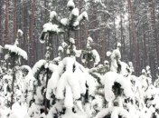 Прокуратура требует вернуть государству почти 7 га леса на Киевщине