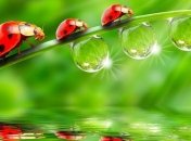 Древние насекомые создавали экзоскелеты из трупов врагов