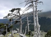 Ученые нашли самое древнее дерево Европы