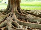 Ученые: Деревья общаются друг с другом с помощью корней