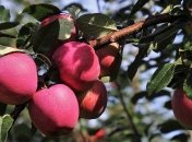 Советы огородникам: подкормки для плодовых деревьев и кустарников осенью