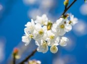 Прогноз погоды в Украине на весну 2023