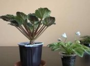 Фиалка вытянулась, как пальма - это плохо