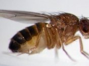 Ученые: у мух-дрозофил обнаружен разделяющий виды "ген-изолятор"