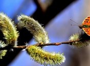 Синоптики рассказали, какими будут последние дни марта 