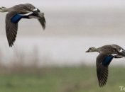 Кабмин советует губернаторам повременить с охотой