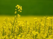 Горчица – помощница дачников