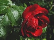 Федотов день: приметы и обряды на 31 мая