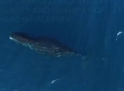 На камеру дрона заснят редкий гренландский кит 