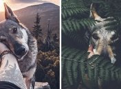 Снимки пса-путешественника в стиле "следуй за мной" покорили Instagram (Фото)