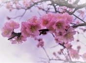 Украинцам рассказали, чего ждать от погоды в марте