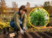 В октябре на огороде еще много работы