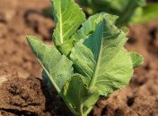 Соблюдение севооборота при посадке капусты