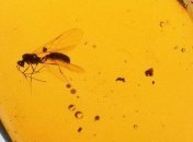 В янтаре впервые обнаружены крылья древних птиц