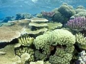 В Амазонке обнаружена неизвестная система коралловых рифов