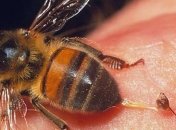 В Киеве активизировались осы, пчелы и шершни