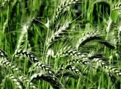 Кульбида: Интенсивные дожди способствуют урожайности озимых  