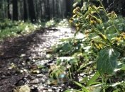 Вчені назвали найприємніший запах для людини