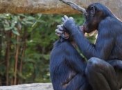 Маменькины сынки: матери самцов бонобо влияют на репродуктивный успех своих сыновей