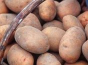 Клубни картофеля - часть украинских традиционных продуктов.