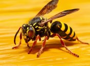 Осы очень опасны (изображение создано с помощью ИИ)