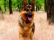 Пограничной собаке удалось вычислить человека с патронами