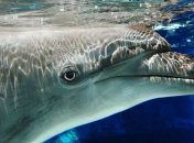 Море зовет: сегодня Всемирный день моря