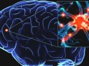 Ученые: нарушение выработки белка приводит к снижению интеллекта