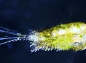 Ученые оправдали активность планктона (Видео)