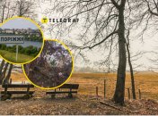 Посреди осени в Запорожье расцвели деревья вишни