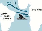 Изучение древних зубов показало, что вымершие приматы переплывали Атлантический океан (Фото)