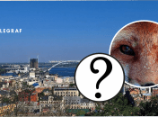 У Києві помітили небезпечного хижака