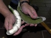 Полиция в Испании нашла в фальшивых бананах кокаин